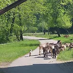 Domacija Pri Ivankovih Semesterbostad *