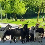 Domacija Pri Ivankovih Semesterbostad Osilnica