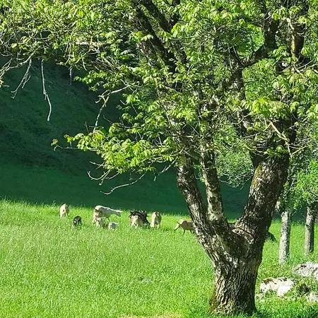 Domacija Pri Ivankovih