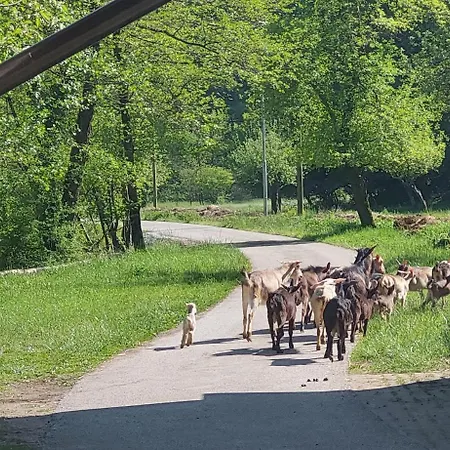 Domacija Pri Ivankovih Hébergement de vacances *