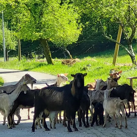 Domacija Pri Ivankovih 別荘 Osilnica