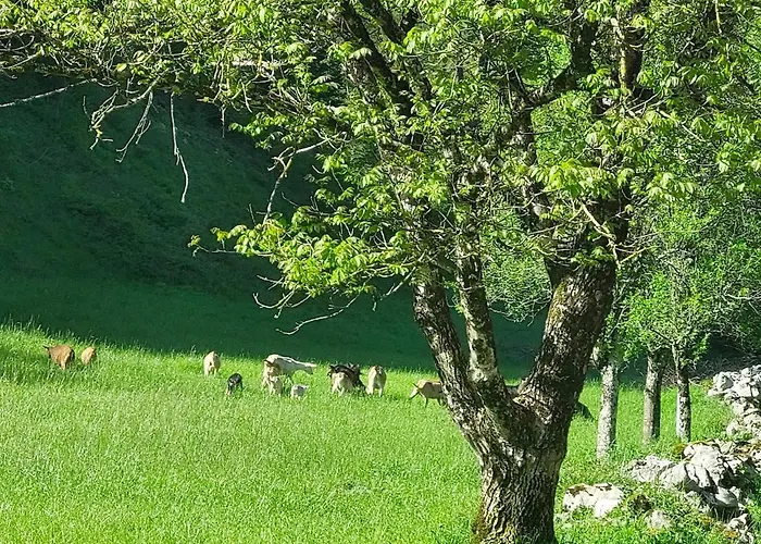 Domacija Pri Ivankovih