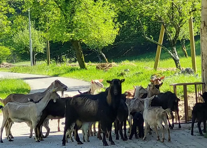 Domacija Pri Ivankovih Prázdninový dům Osilnica